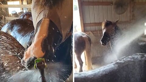 Horses love to drink water straight from the hose