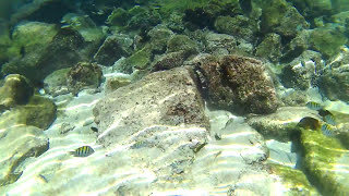 Galapagos Island Zebrafish #Shorts