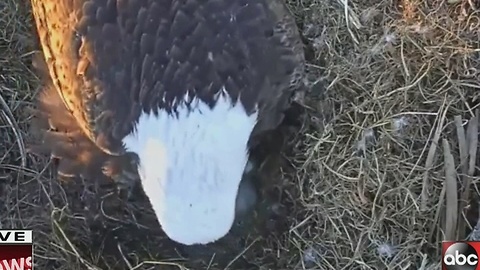 EAGLET WATCH: One eaglet has hatched