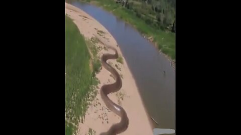 World biggest snake in Amazon jungle