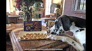 Funny Great Danes Enjoy Scooby Doo Cookies