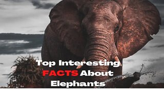 8 Interesting FACTS About Elephants You Are Not Aware
