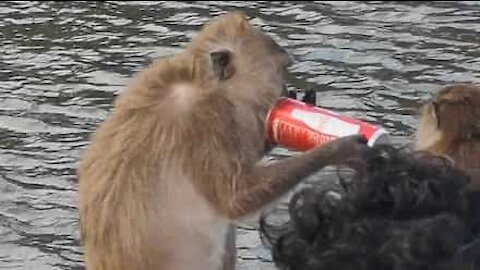 Macaco bebe coca-cola na Tailândia