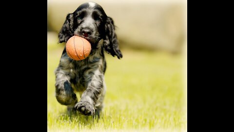 Happy movements of playing dogs🐶⚽️🏉🏐