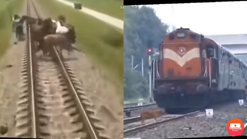 Animals Hit by train 🚆 animals vs Train