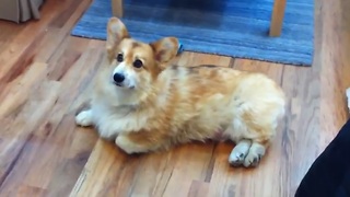 Lazy Corgi Has A Unique Technique To Avoid Going Outside