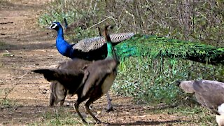 Hungry peacocks are no match for nest of aggressive fire ants