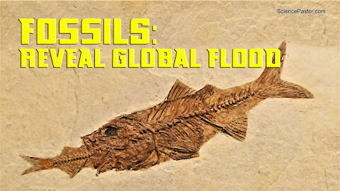 Marine Fossils: Evidence Left By The A Global Flood