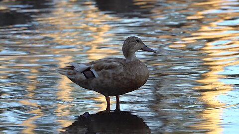 CatTV: Duck Feeding