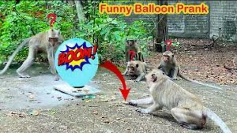 Funny Monkey Videos 2022 ! Monkey Very Funny clip 2022