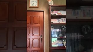Cat learns to open a door in under 1 minute