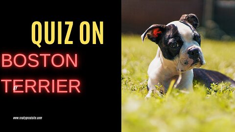 Quiz on Boston terrier