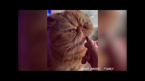 🤣 Funny 🐶 Dogs and 😻 Cats Try Not To Laugh - Awesome Cute Animals Videos 😇 (1)