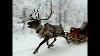The Reindeer of Lapland