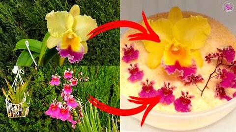 Saving Orchids 😱 | Saving Blooms | Orchid Bloom Gift Idea 🎁💝 Why I am cutting spikes #ninjaorchids