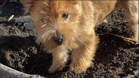 Sweet little puppy is a digger!