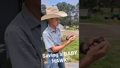 Saving a Baby Hawk's Life! #savinganimals #cowboy #babyhawk