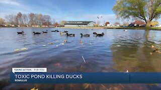 Toxic pond in Romulus killing ducks