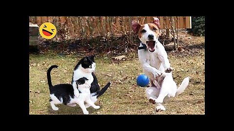 Naughty cats and dogs funny animals videos||