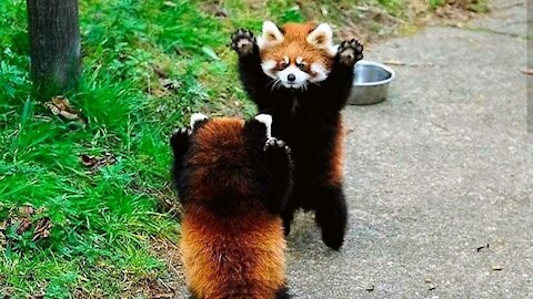 Most Adorable Red Panda CUTEST Compilation For Panda Lover