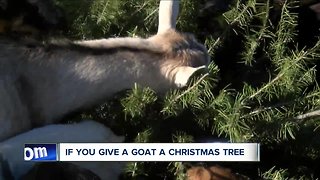 Need to get rid of your Christmas tree? Give it to a goat farm