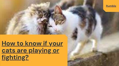 How to know if your cats are really playing or fighting with each other?