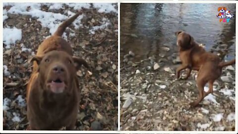 Nugget wants to play when the weather is cold