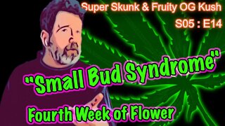 S05 E14 Super Skunk / Fruity OG Kush Organic Cannabis Grow – Week 4 of Flower & "Small Bud Syndrome"