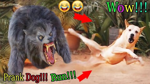 Wow Nice Prank Dog! Fake Tiger Prank Dog - Try To Stop Laugh Challenge