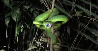 Snake attack in slow motion