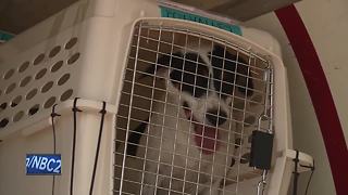 More than 50 dogs saved from Hurricane Harvey arrive in Appleton