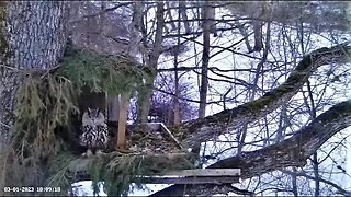 Eagle Owl Checking on His Nest 🌲 03/01/23 18:05