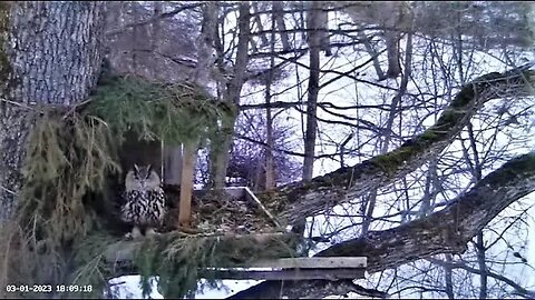 Eagle Owl Checking on His Nest 🌲 03/01/23 18:05