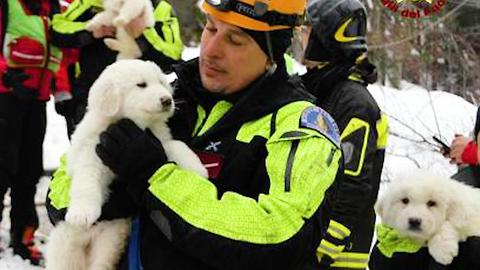 Puppies Survive Avalanche