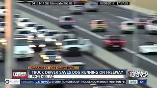 Truck driver saves dog on freeway