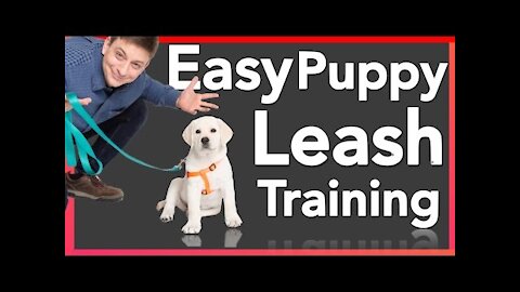 How to Leash Train your Puppy. Stop leash pulling of your dog.