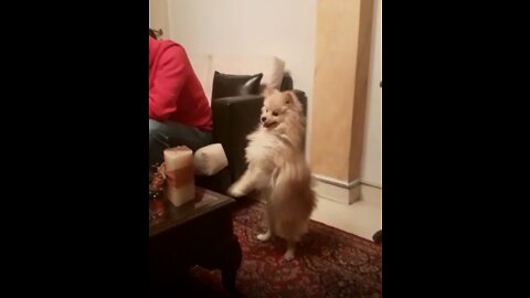 Funny Dog clapping and dancing 🐶