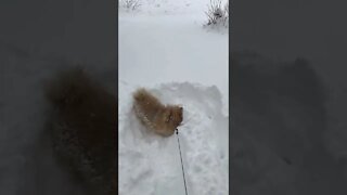 Cody Enjoying The Snow