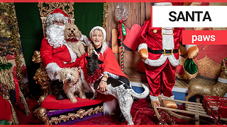 Excited dogs visit Santa Claus at doggy Christmas grotto