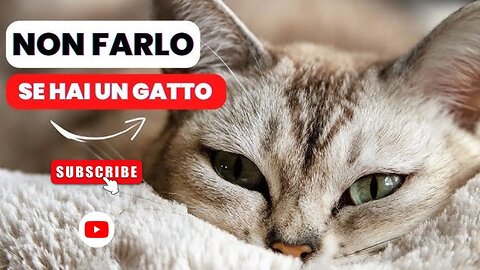 15 Errori Comuni da Evitare con il Tuo Gatto