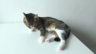 Cute Cat Hygiene on the Table