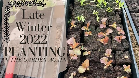 Late Winter 2022 Planting | In The Garden Again | #gardenvlog