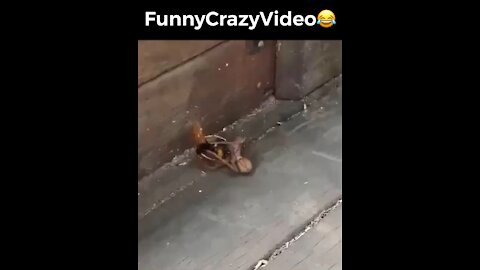 Mr FunnyCrazyVideo😂 Just Incredible Video Funny and Crazy #Like Follow for Follow 🥰