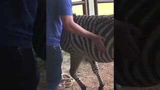 Zebra Snuggles!