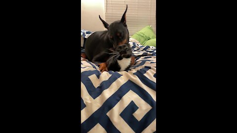 Cat knows there is no escaping this Doberman's love