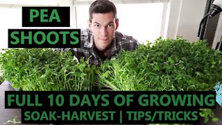 PEA SHOOTS: How to Grow For Yourself or A BUSINESS | Full Week of Growing & Experiments