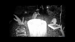 A Late Night Meal With Our Nocturnal Friends