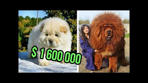 THE Most EXPENSIVE DOG BREEDS In The World