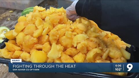 San Xavier Co-op Farm pushes through the heat to bring yellow watermelons and other specialty crops