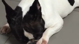 Confused french bulldog doesn´t know whether she should lick paws or sleep. Funny noises!!!